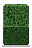 Yew Hedge